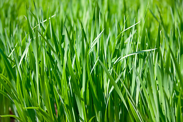 Image showing Green grass lawn