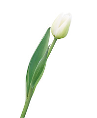 Image showing Beautiful white tulip