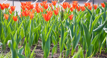 Image showing City flowers