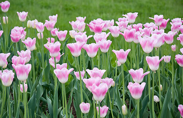 Image showing Pink tulips