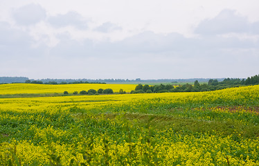 Image showing Oilseed rape field