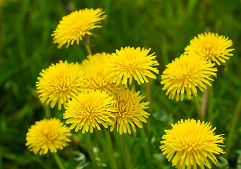 Image showing Yellow dandelions