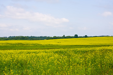 Image showing Oilseed rape field