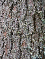 Image showing Pine tree bark texture