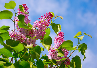 Image showing Fragrant lilac bush