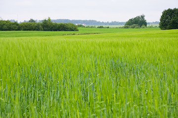 Image showing Green barley field
