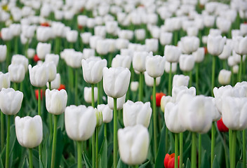 Image showing White and red tulips