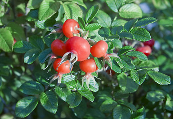 Image showing Rese hips with fruits