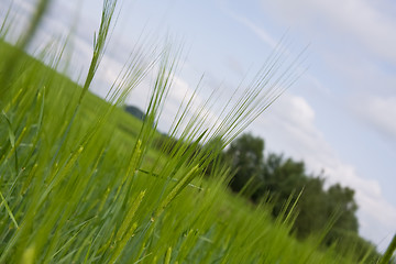 Image showing Green barley field