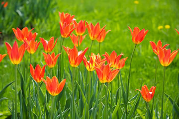 Image showing Beautiful red and yellow tulips