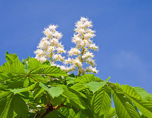 Image showing Blossoming Chestnut Tree