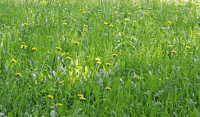 Image showing Green grass field