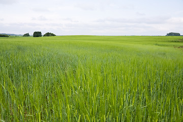 Image showing Green barley field