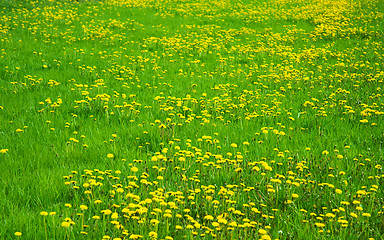 Image showing Green grass field