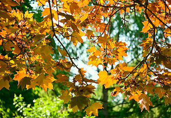 Image showing Autumn  maple leaves