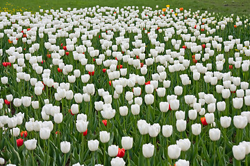 Image showing White and red tulips