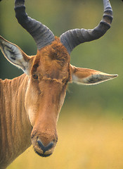 Image showing kongoni, African antelope