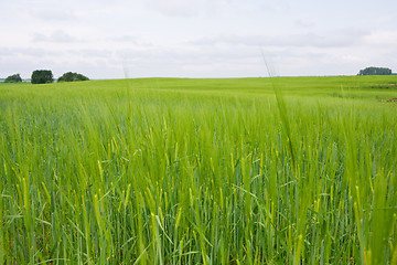 Image showing Green barley field