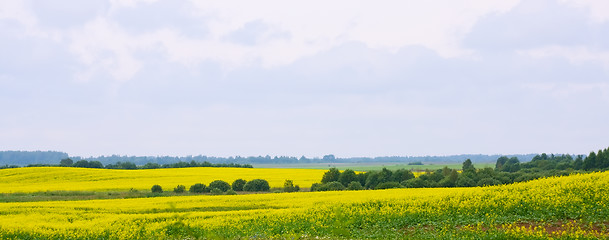 Image showing Oilseed rape field