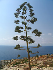 Image showing Maltese 