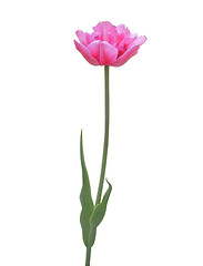 Image showing Pink tulip on white background