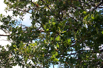 Image showing Oak and the sky