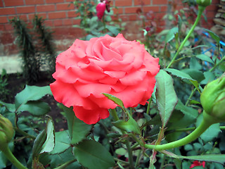 Image showing Orange rose