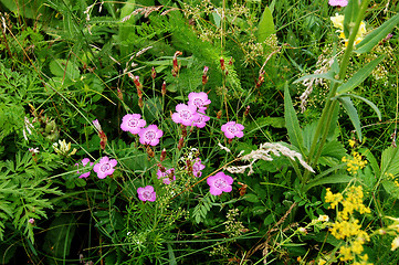 Image showing Pink flowers in a meadow