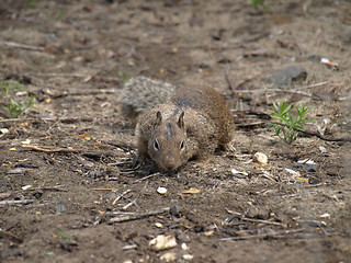 Image showing California ground squirrel (Spermophilus beecheyi)