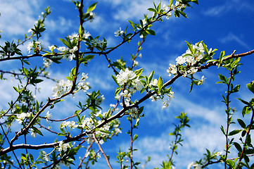 Image showing Plum blossom