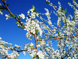 Image showing Plum Blossoms