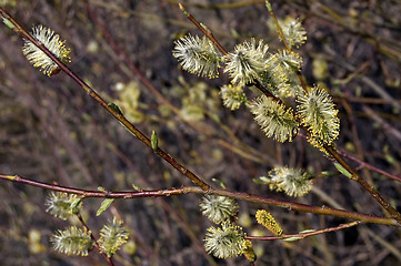 Image showing pussy-willow_1