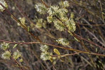 Image showing pussy-willow_2