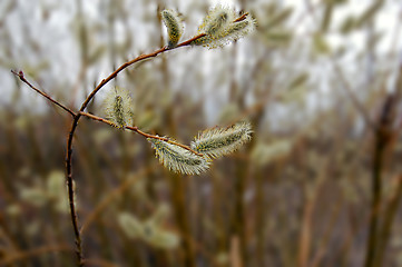 Image showing pussy-willow_3