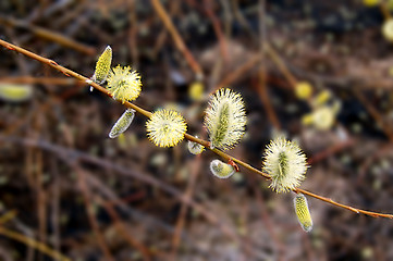 Image showing pussy-willow_4
