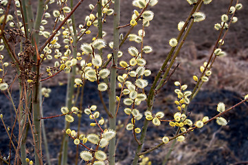 Image showing pussy-willow_5