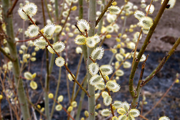 Image showing pussy-willow_6