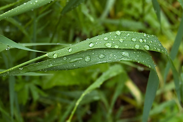 Image showing Raindrops on grass