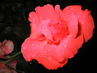 Image showing Raindrops on Rose