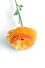 Image showing Ranunkulyus orange