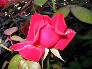 Image showing Red rose bud