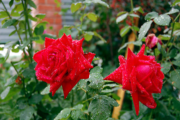 Image showing Red roses