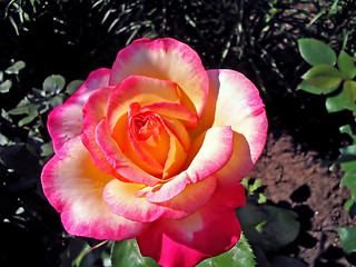Image showing Rose bloom
