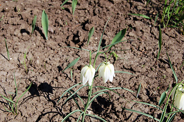 Image showing Single flowers