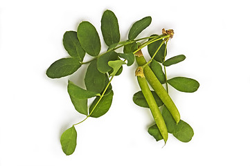 Image showing Sprig of Acacia pods with