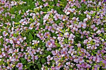 Image showing Spring Flowers_1