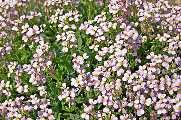 Image showing Spring Flowers_2