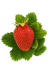 Image showing Strawberries on green leaves