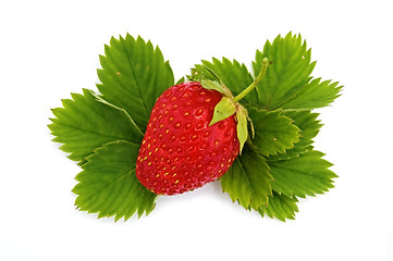 Image showing Strawberries on green leaves_1