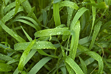 Image showing The rain